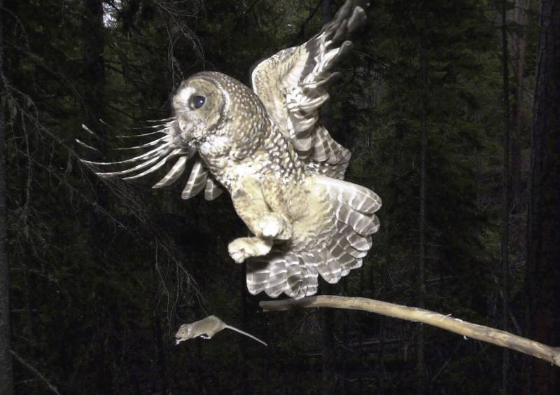 An owl flies after a mouse near a branch.
