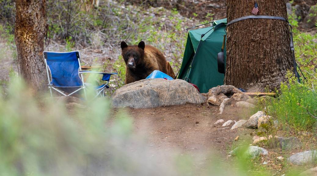 Camping in California? If a Bear Shows Up, Here's What to Do | KQED
