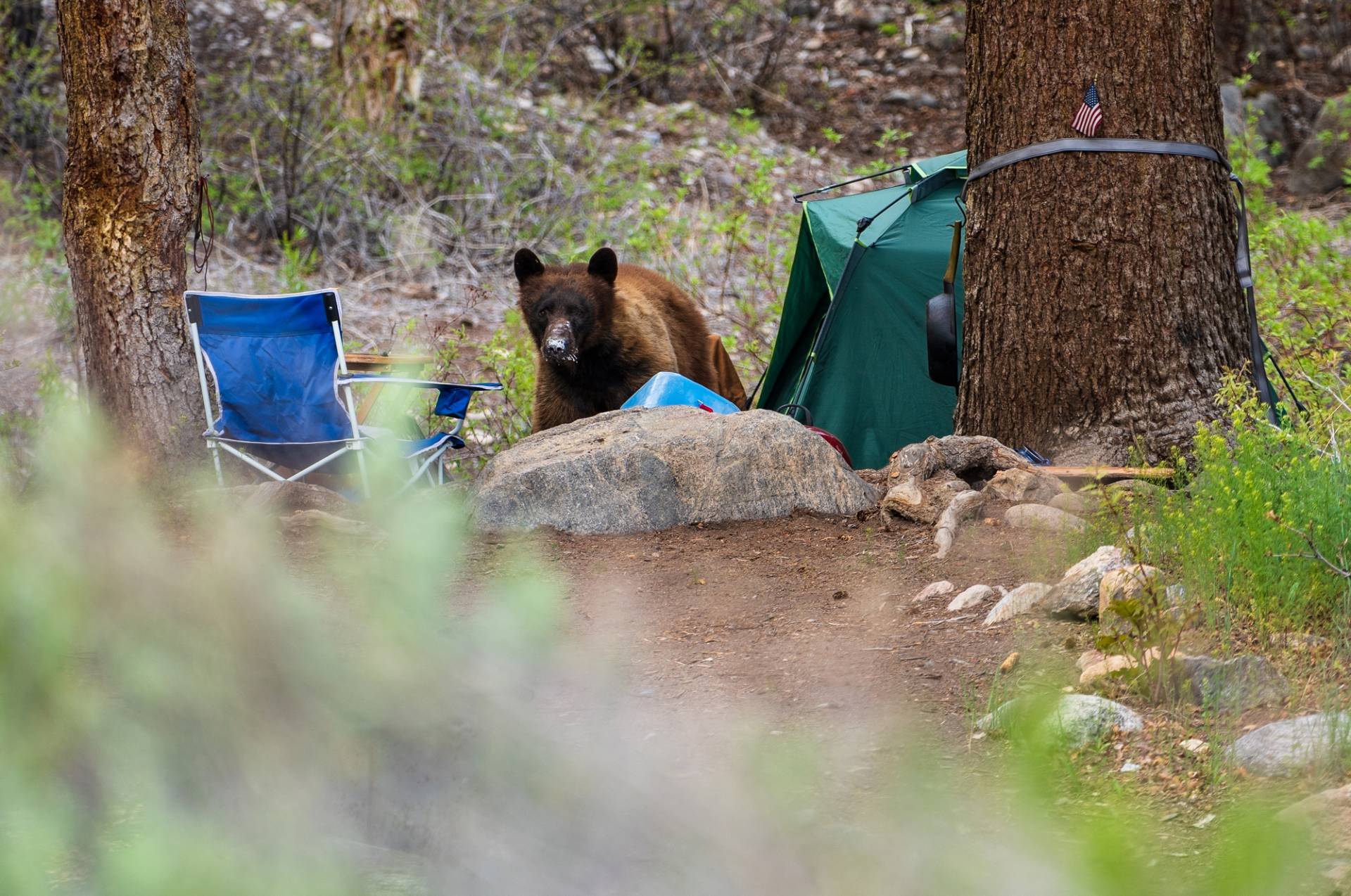 A black bear enters a campsite in search of food. Making sure your food along with any scented items are kept in a bear box is a key way to reduce unwanted bear encounters while camping. Getty Images