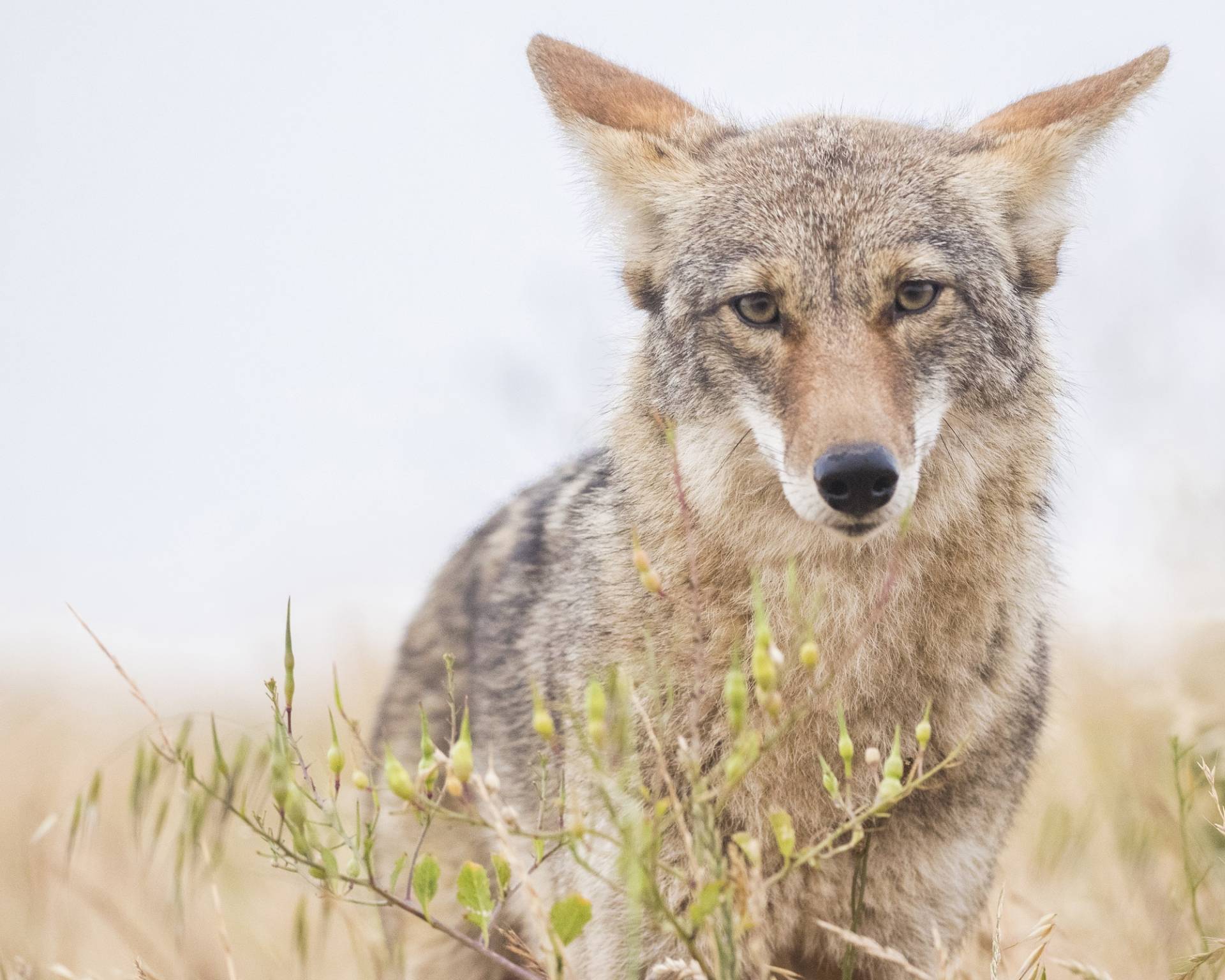 San Francisco Coyotes: Now They're in the Subway, Too | KQED