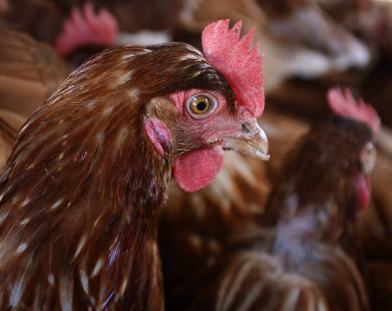 One chicken stands among a flock of chickens.