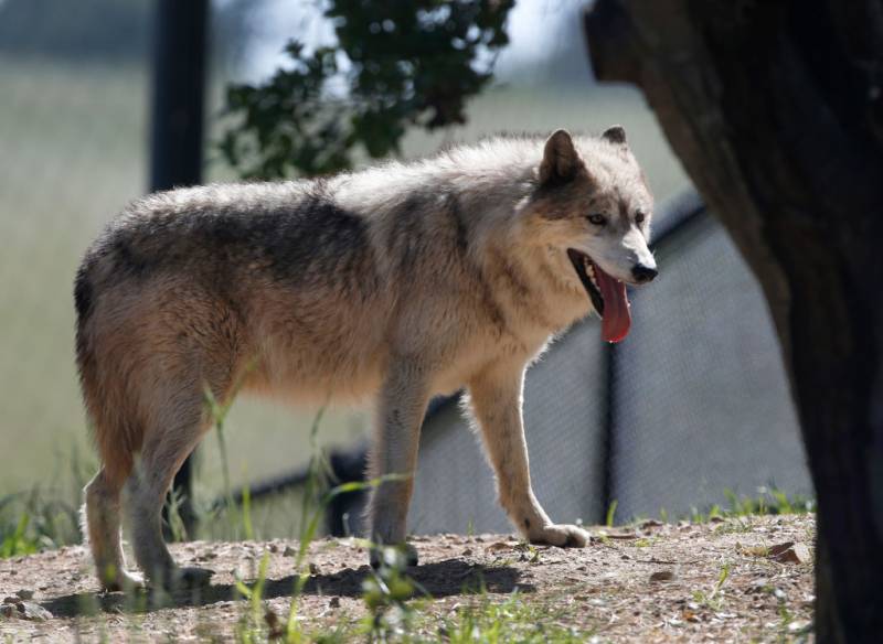 A female gray wolf outside.