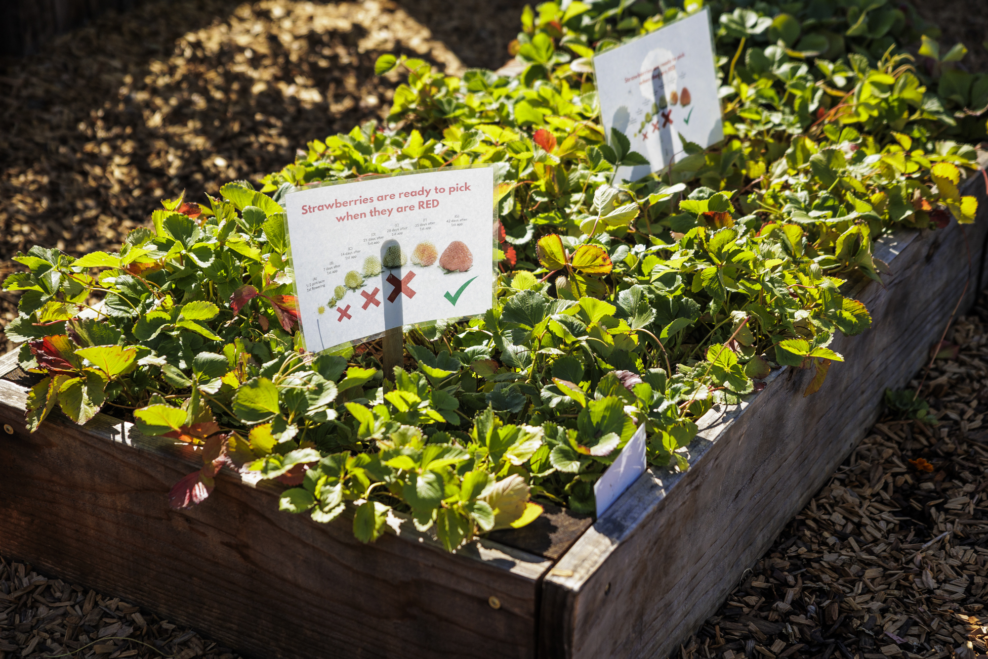 A raised bed of strawberries.