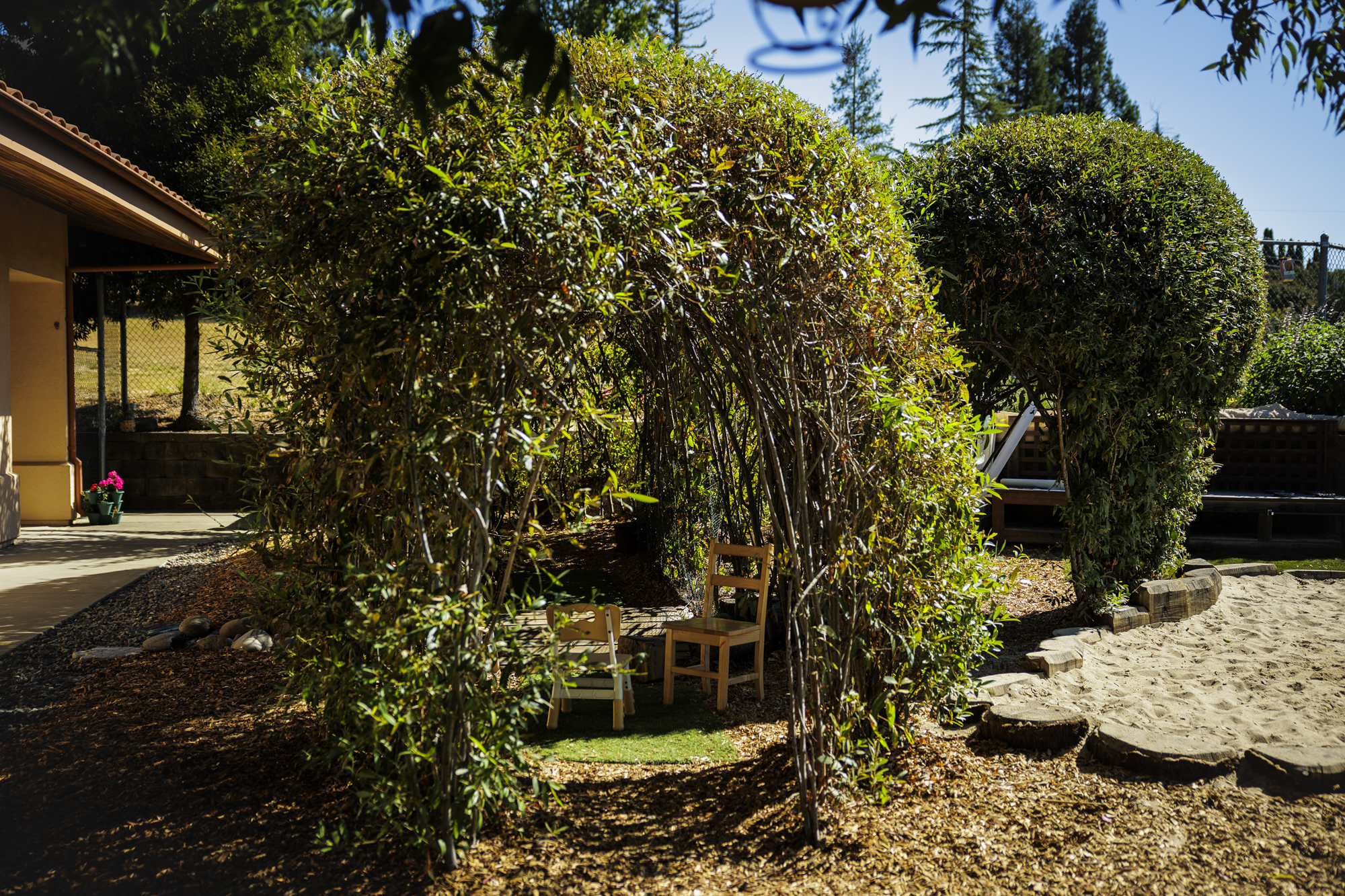 An arched tunnel made out of willow trees in a garden.