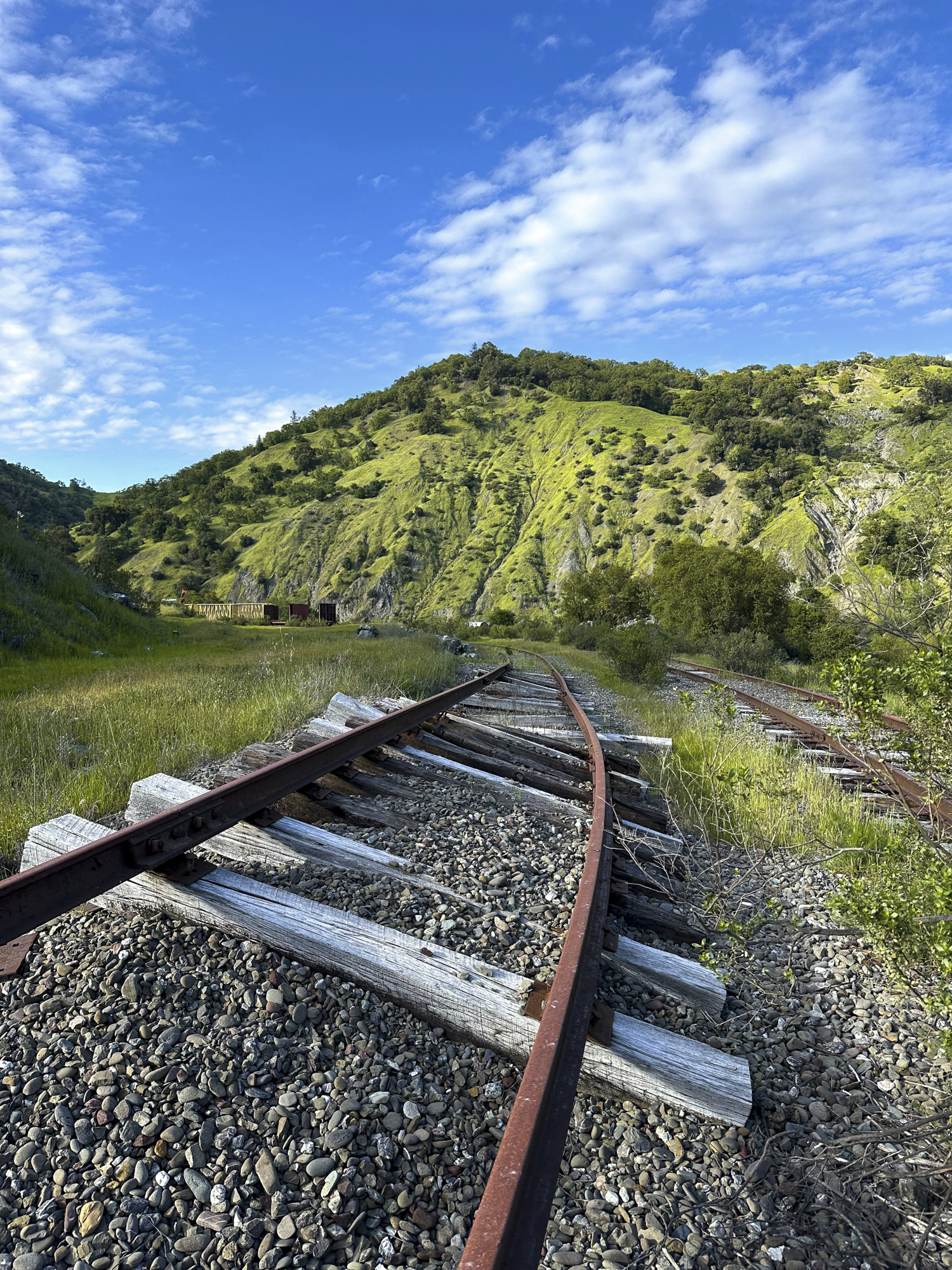 A closeup of a railroad track in a forest landscape.