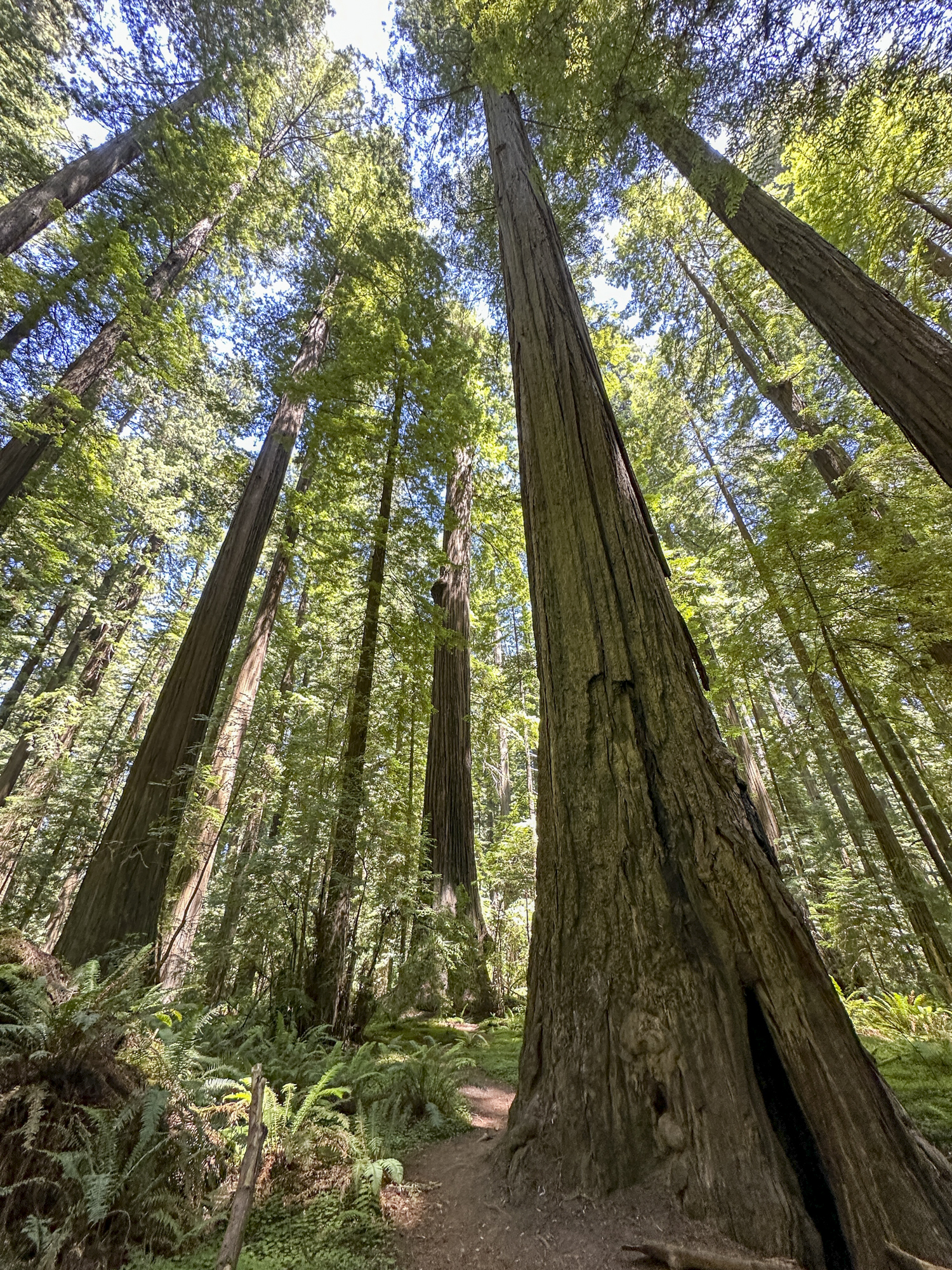An upward view of redwood trees in a forest.