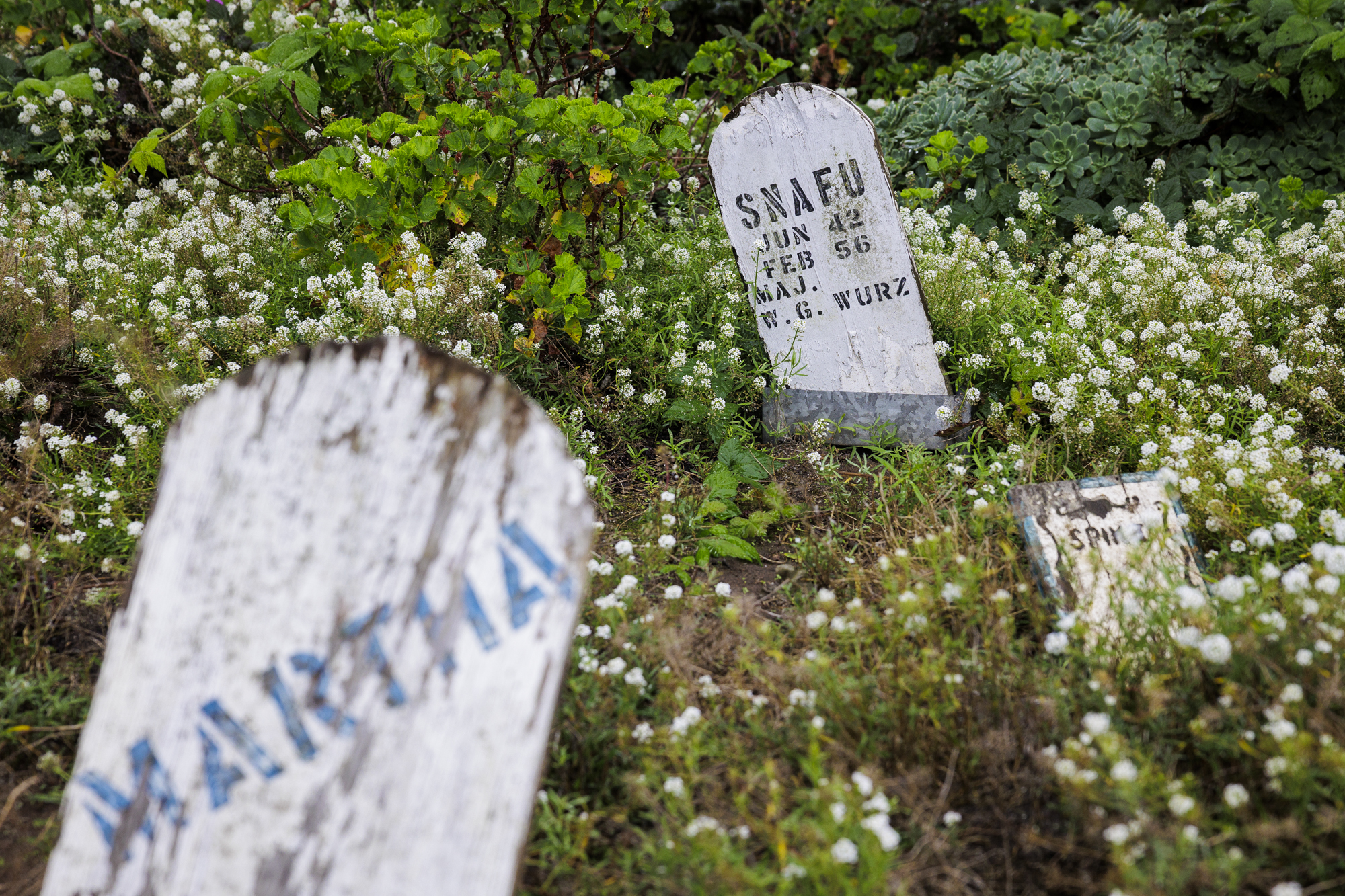 Tombstones in a cemetery.
