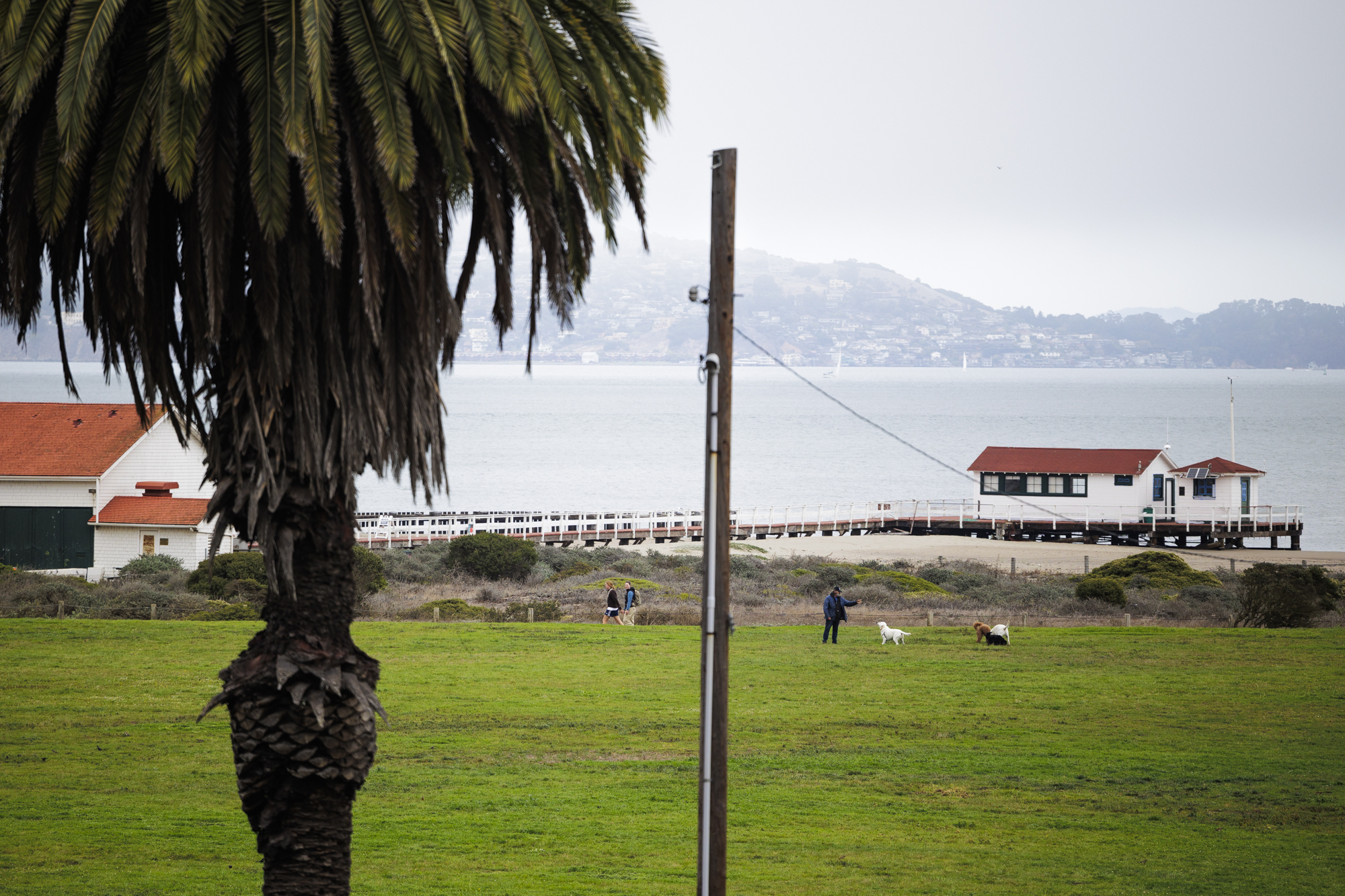 A person and a few dogs with a building in the distance.