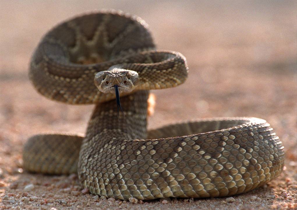 rattlesnake