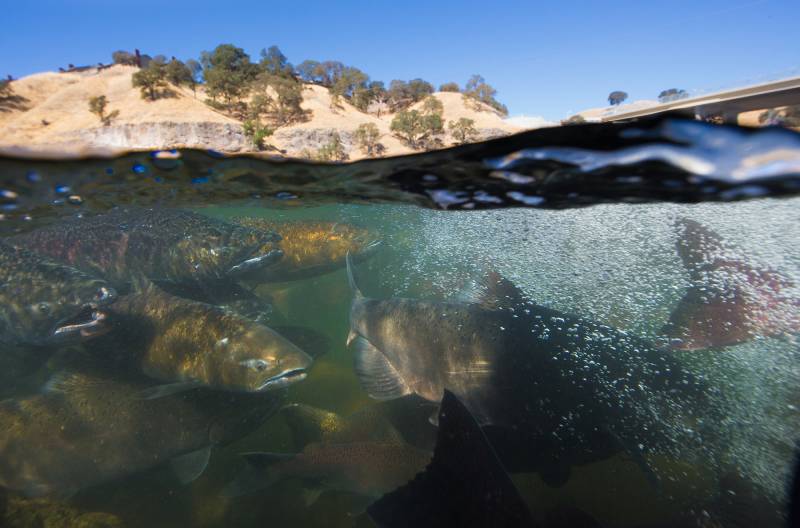 Salmon seen from under water with some hills and trees in the background.