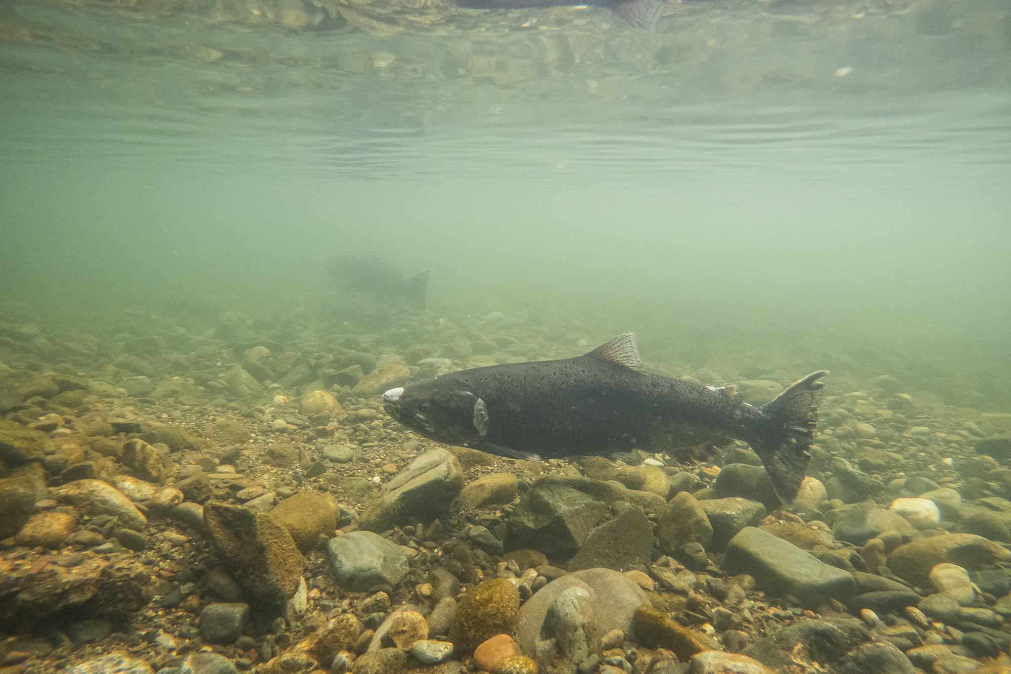 A salmon under water with rocks. 