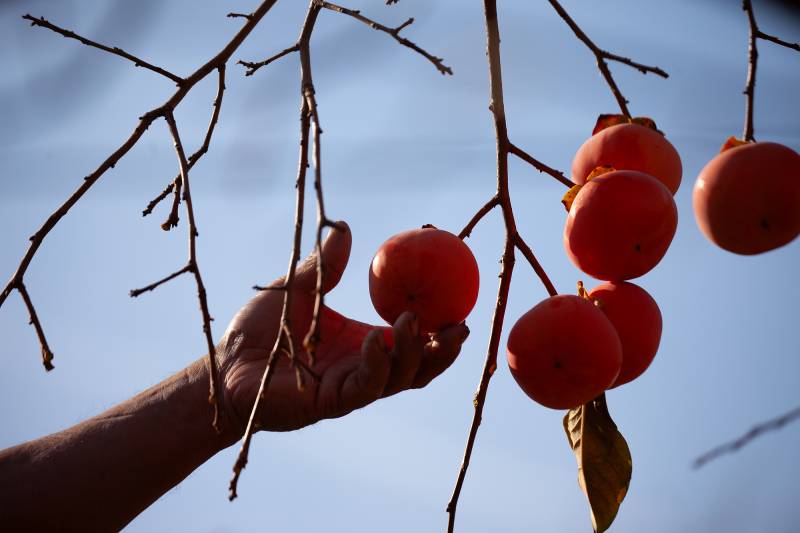 A hand reaches for an orange persimmon from a branch.