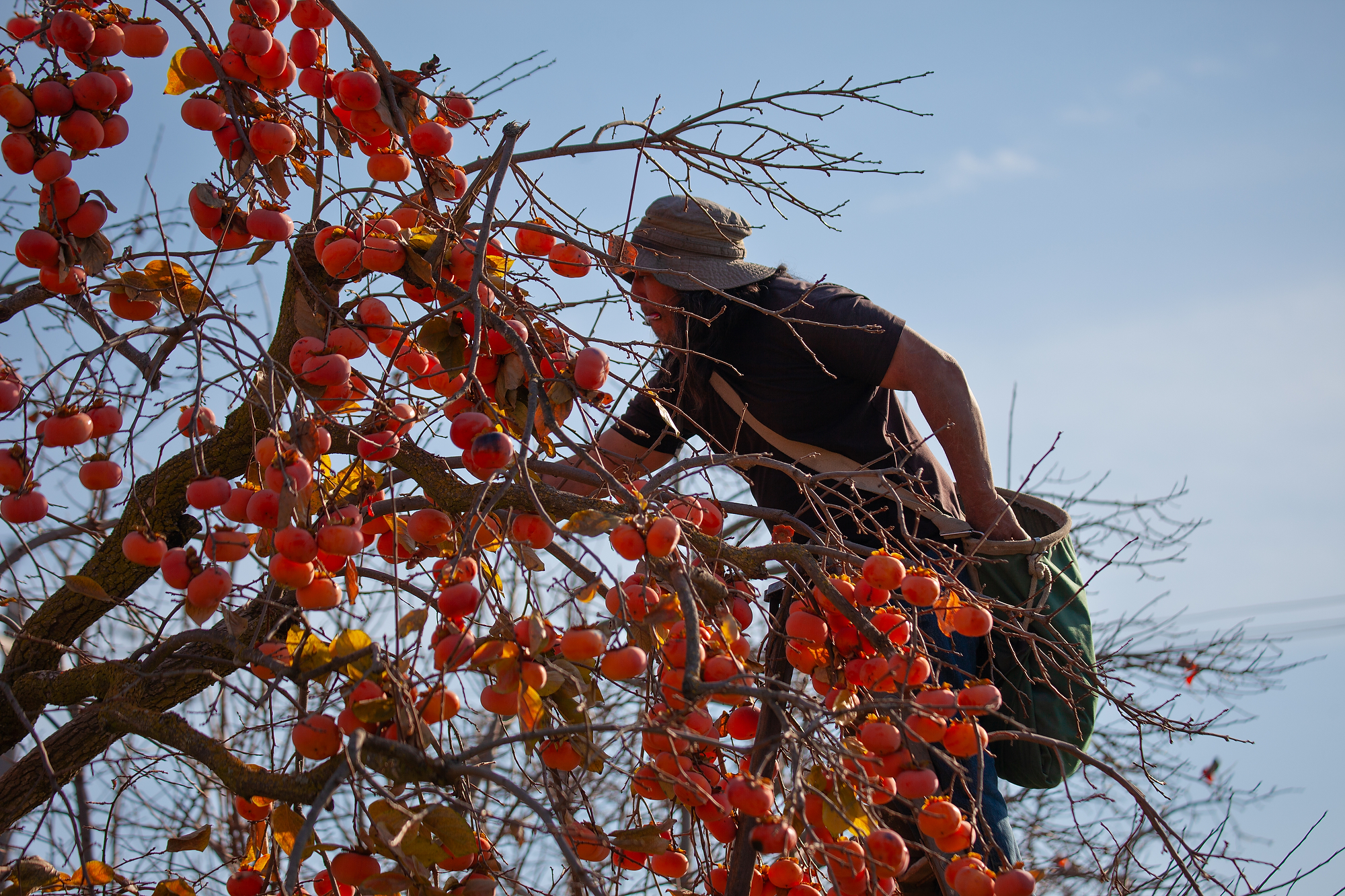 A person in a brown hat in the background and many ripe persimmons in the foreground.