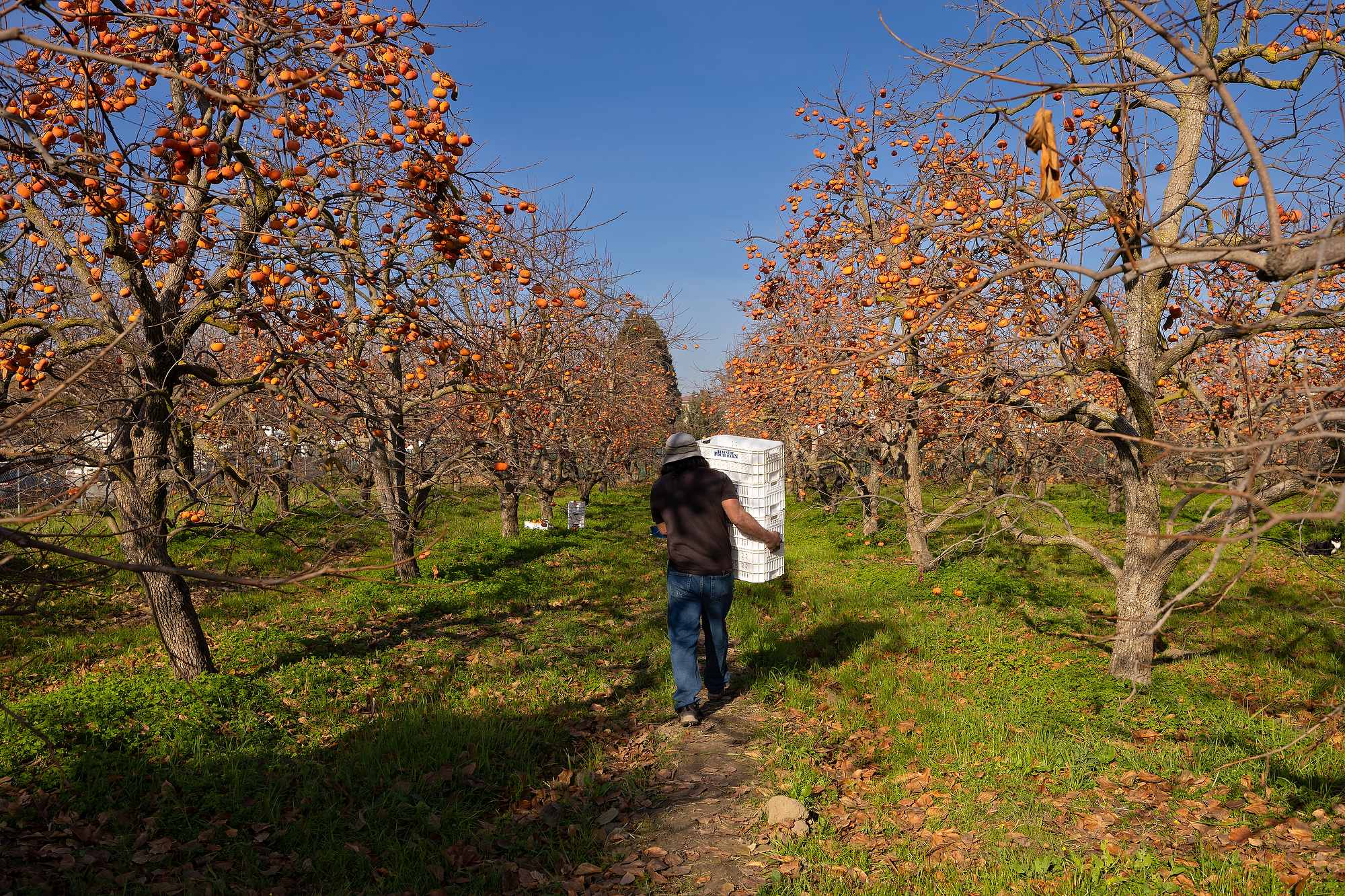 A person carries boxes as he walks through several trees full of persimmons.