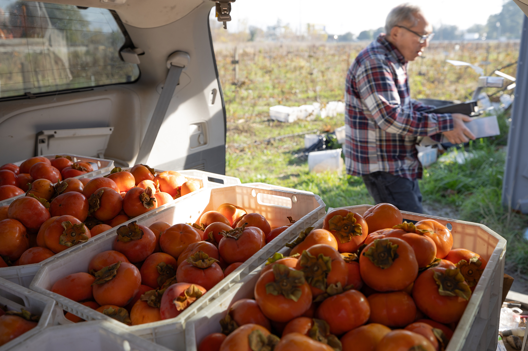 Many persimmons in the back of a van