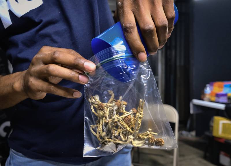 A person scoops magic mushrooms into a clear plastic bag.