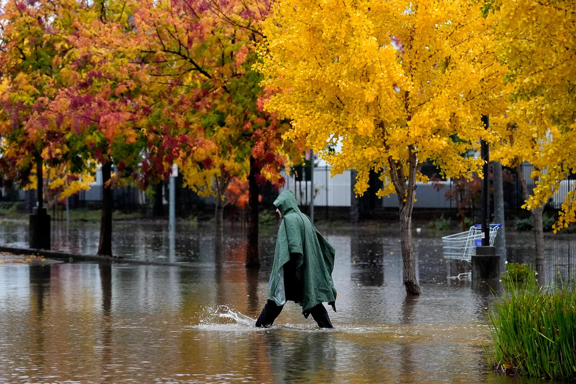 A person in full rain gear walks through a flooded street with trees and some traffic signs in the background, and reflected off the water. It is not raining.