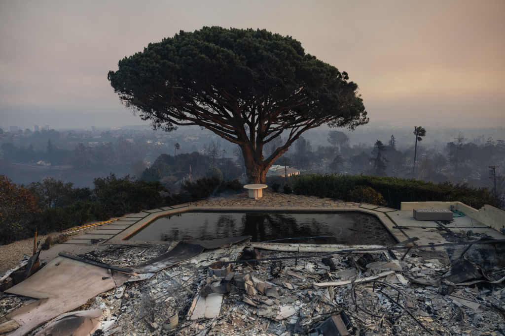 A tree by a burnt out pool with the city in the distance from a hill.