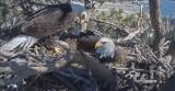 Proposed Development in Big Bear May Threaten Famous Eagles’ Habitat episode artwork