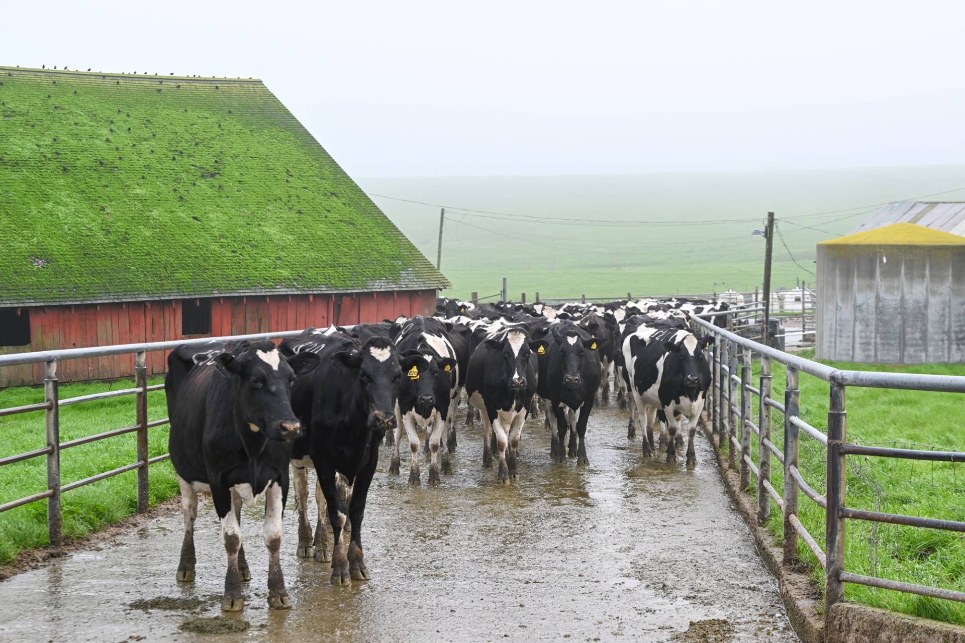 Point Reyes Stewart Ranch Niman Ranch Challenges Point Reyes Seashore Settlement in Lawsuit Over ...