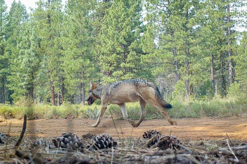 Gray wolves caught on a trail cam in the California backcountry.