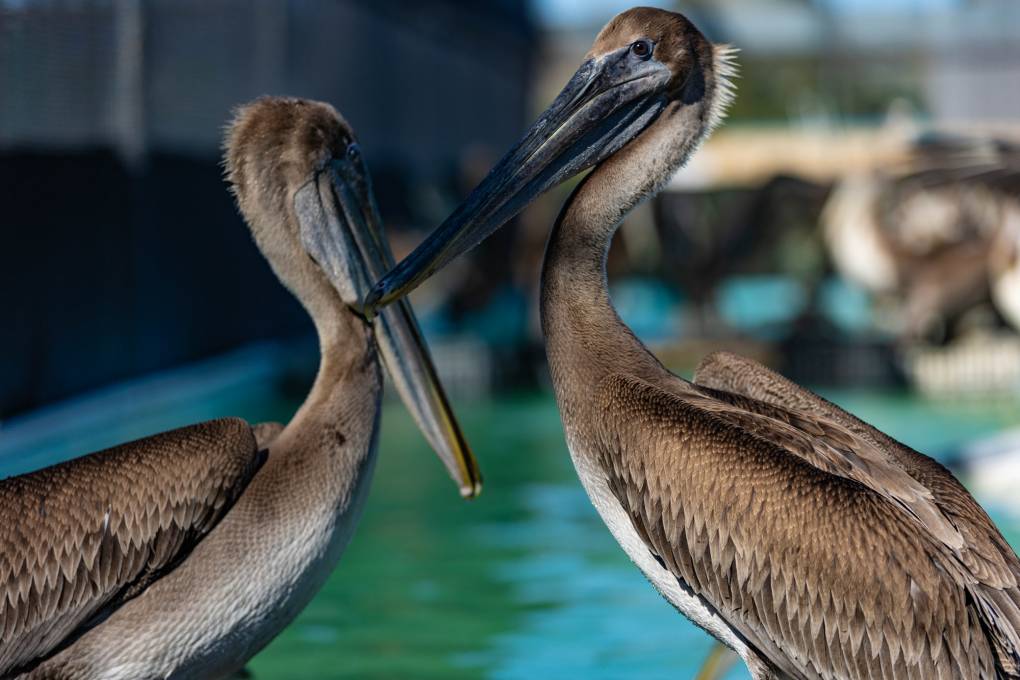 Os pelicanos da Califórnia experimentam terceiro evento de penúria em quatro anos