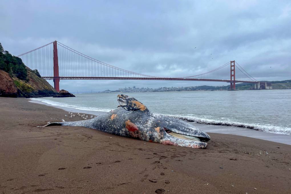 Na Baía de SF, as misteriosas mortes de baleias cinzentas desta semana trazem pedágio para 15