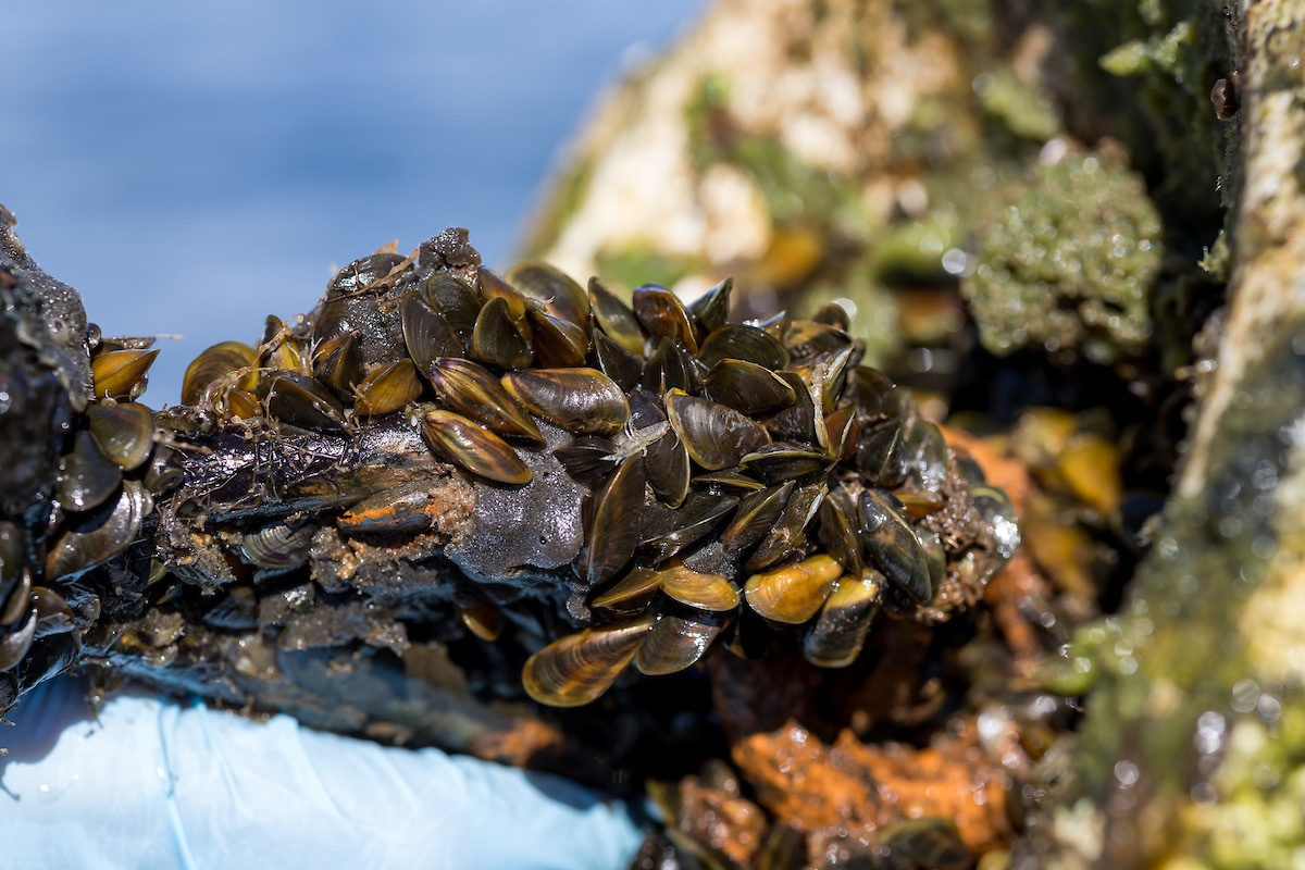 Golden Mussel apresenta uma prenúncio generalizada ao grande reservatório da Califórnia