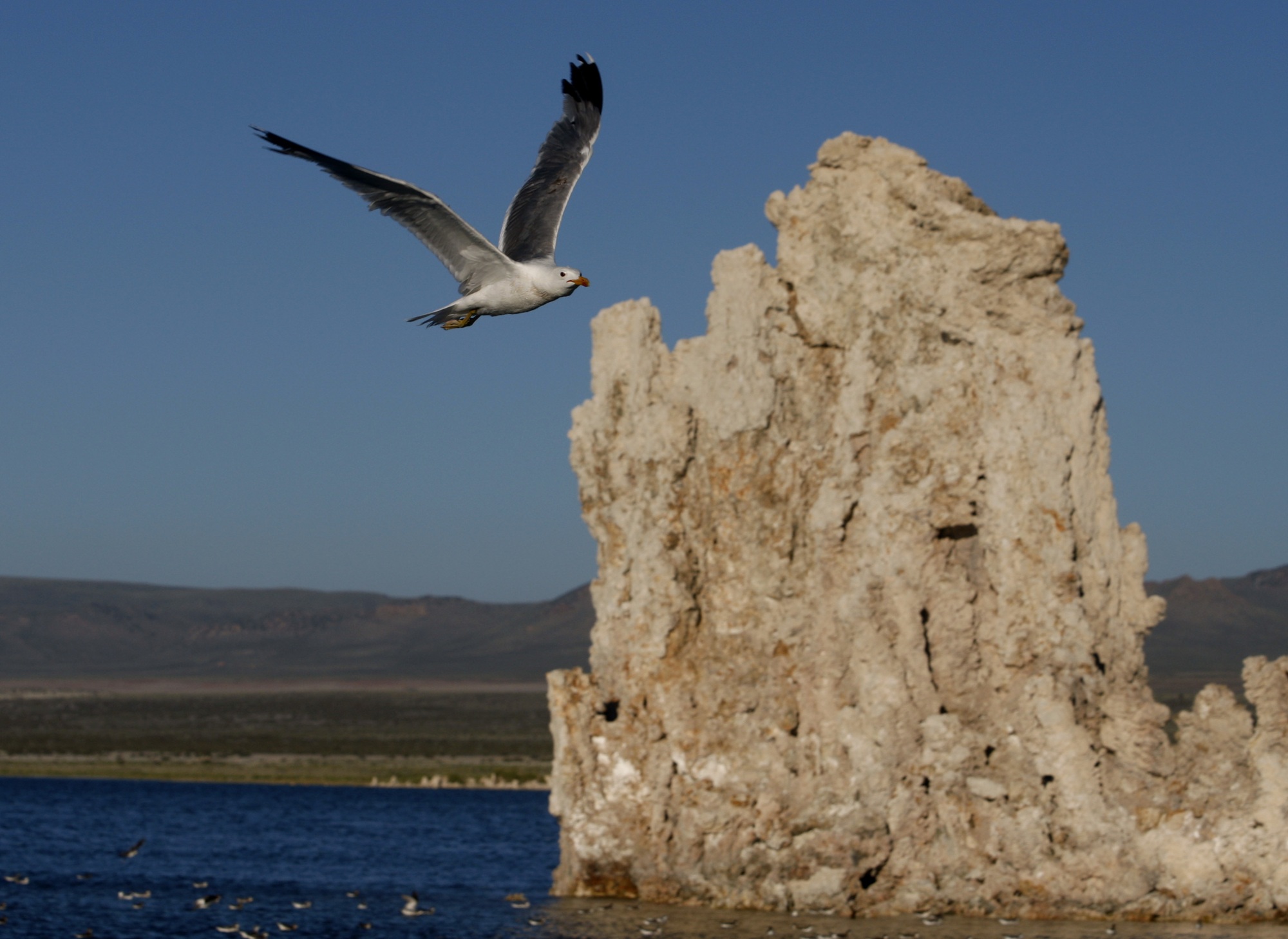 Mono Lake poderia estar perdendo suas gaivotas da Califórnia