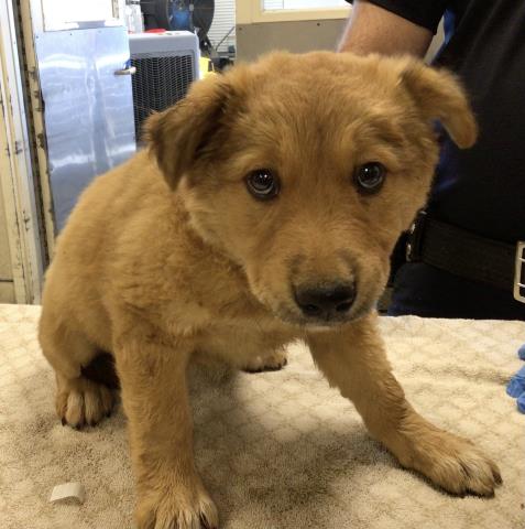 Riverside County Hosts Midnight Adoption Event To Help Clear Overcrowded Shelters | KQED