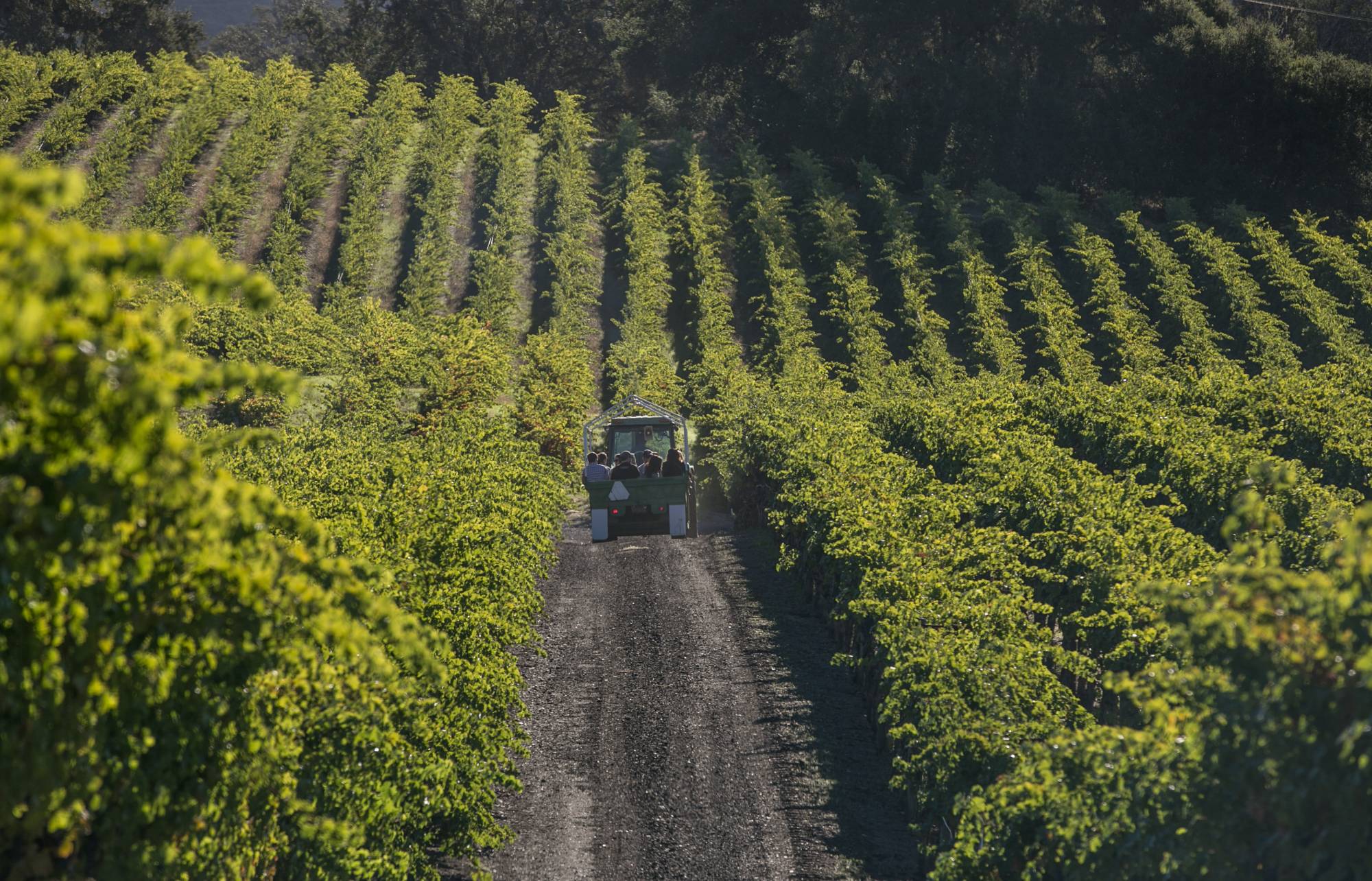 Sonoma County Wineries Have Mixed Feelings On Wine Improvement District Plan | KQED