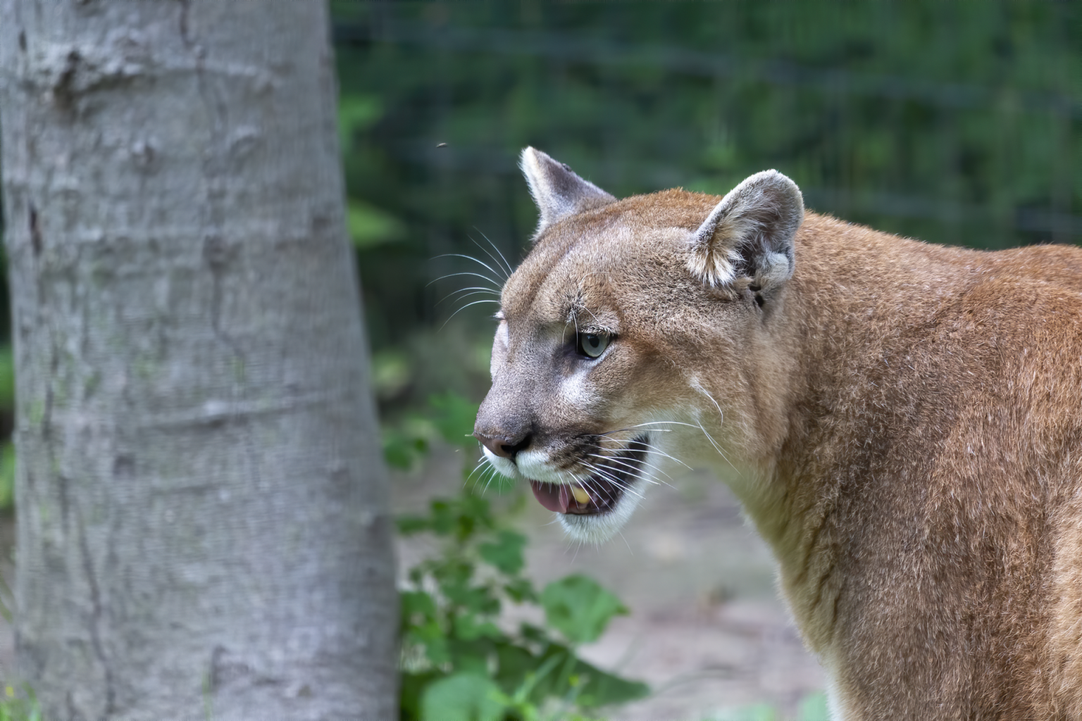 What To Do If You See A Mountain Lion While Hiking in the
