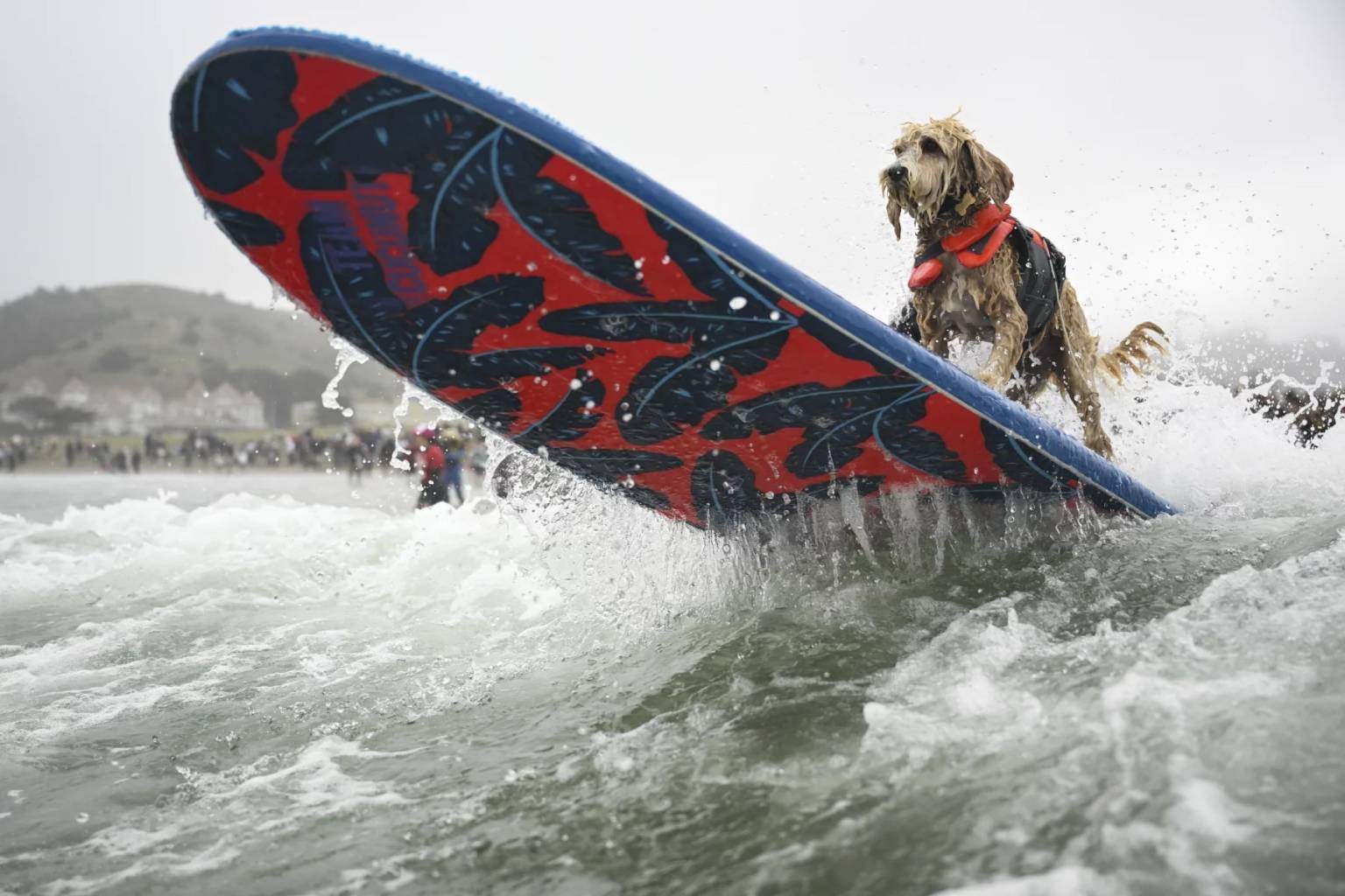Who's the Top Dog? Wave-Riding Canines Compete at the World Dog
