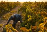 New Report Highlights Low Pay, Dangerous Working Conditions for Farmworkers episode artwork