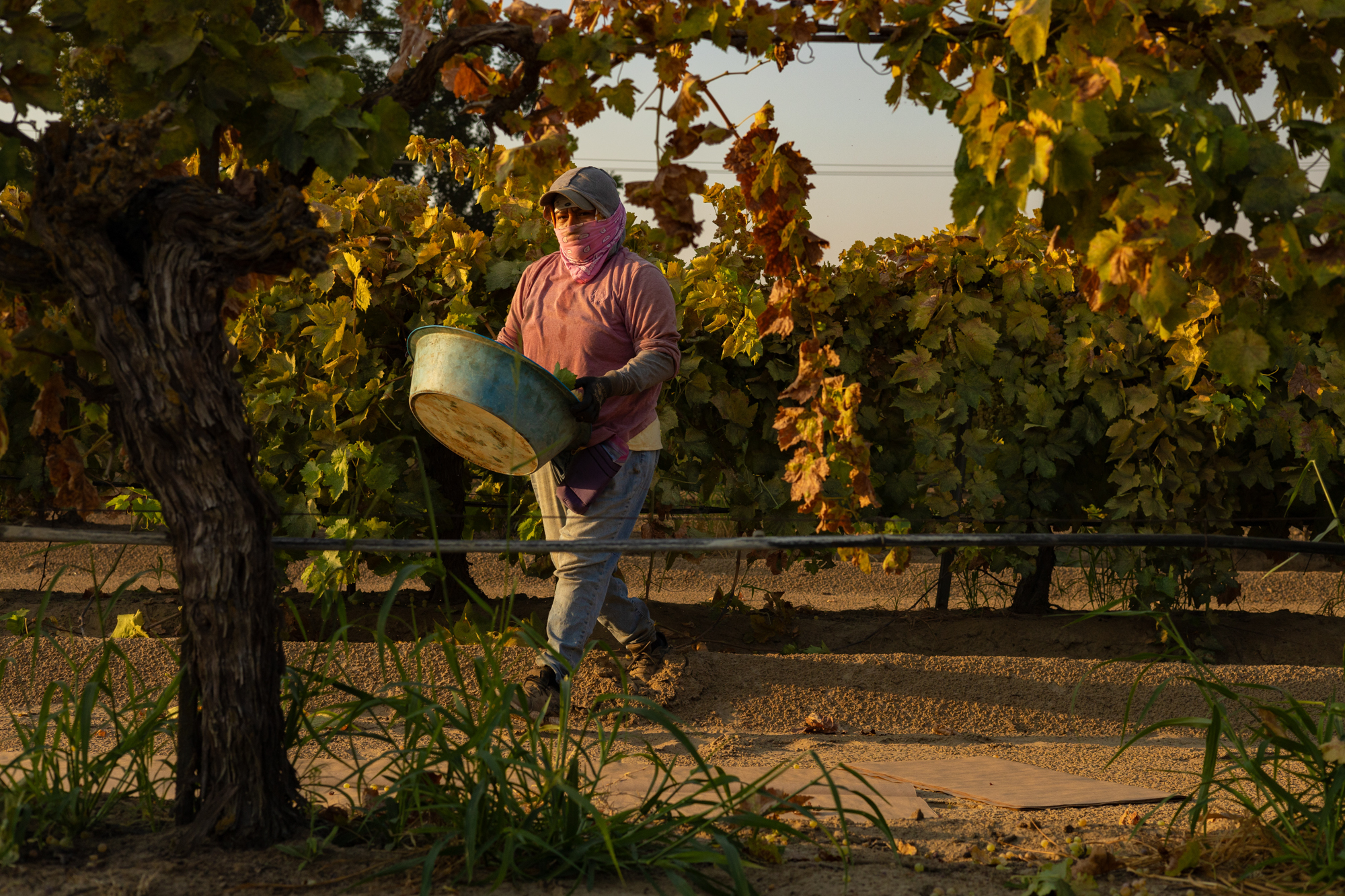 'Without People, We Are Nothing': California's Farm Workforce Is Growing Older | KQED