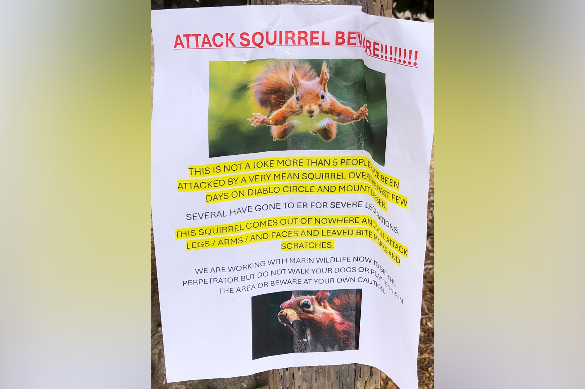 https://cdn.kqed.org/wp-content/uploads/sites/10/2025/09/250925-SQUIRREL-ATTACK-01.jpg