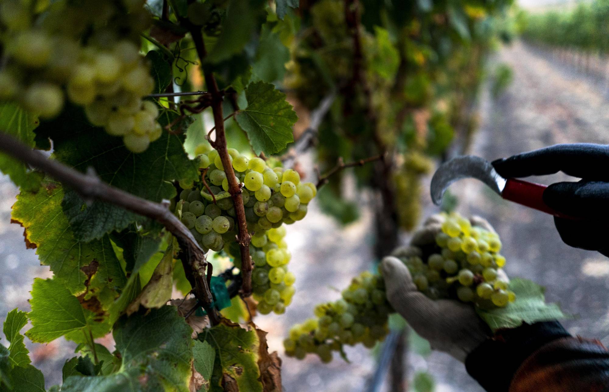 Sonoma Wineries Prepare For Possible Impacts from Immigration Enforcement | KQED