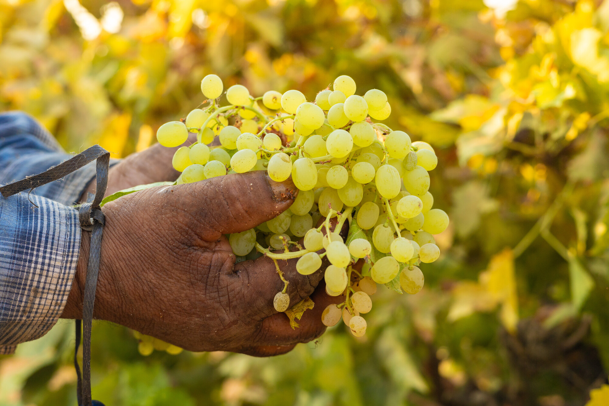 After a Tough Season, Wine Country Farmers Are Working to Harvest Grapes | KQED