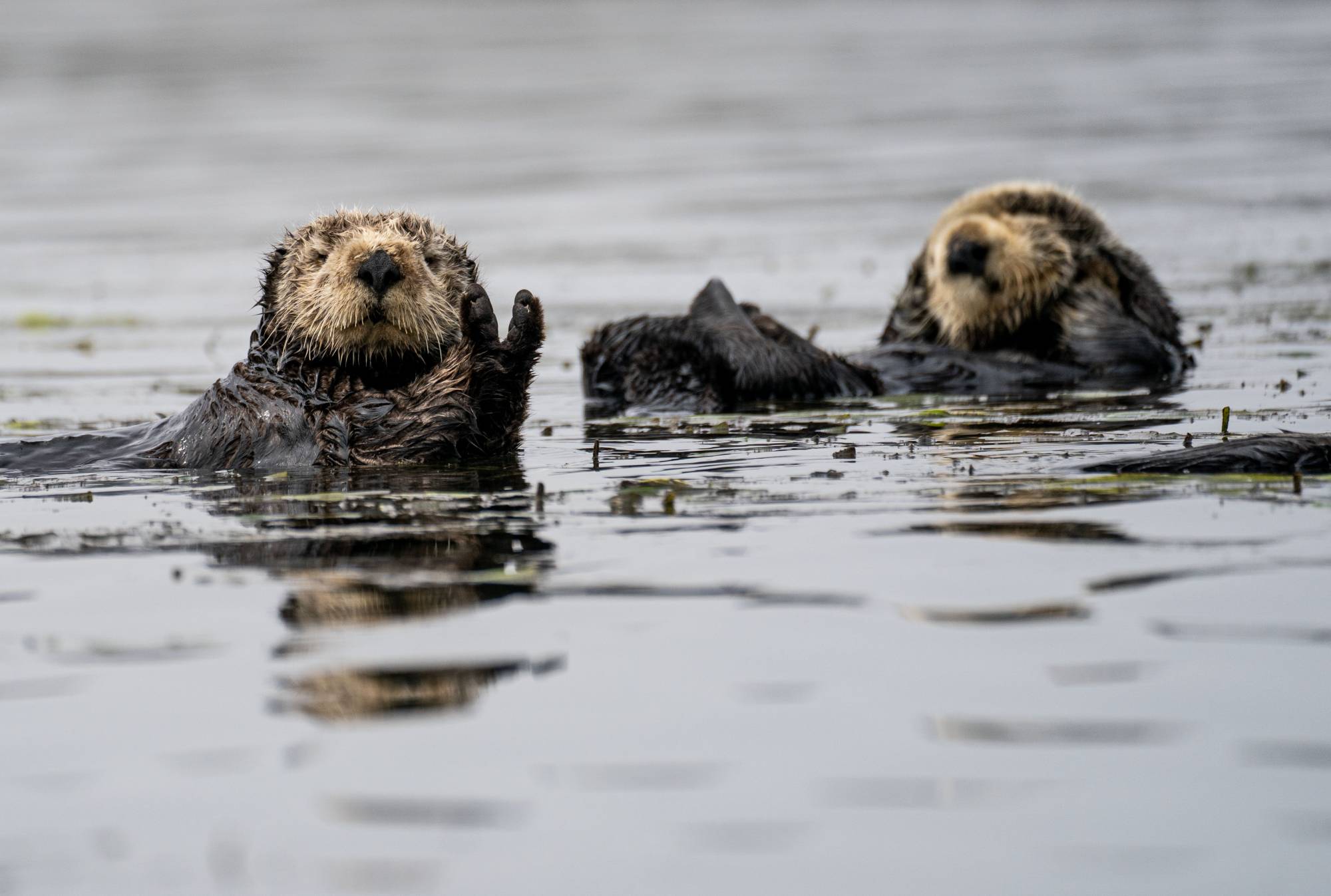 Proposed Change to Endangered Species Act Threatens California's Sea Otter Haven | KQED