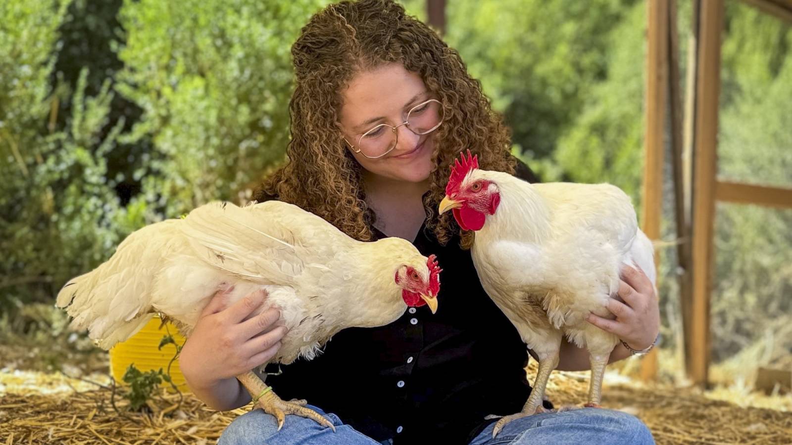Berkeley Animal Rights Activist Found Guilty in Sonoma Chicken