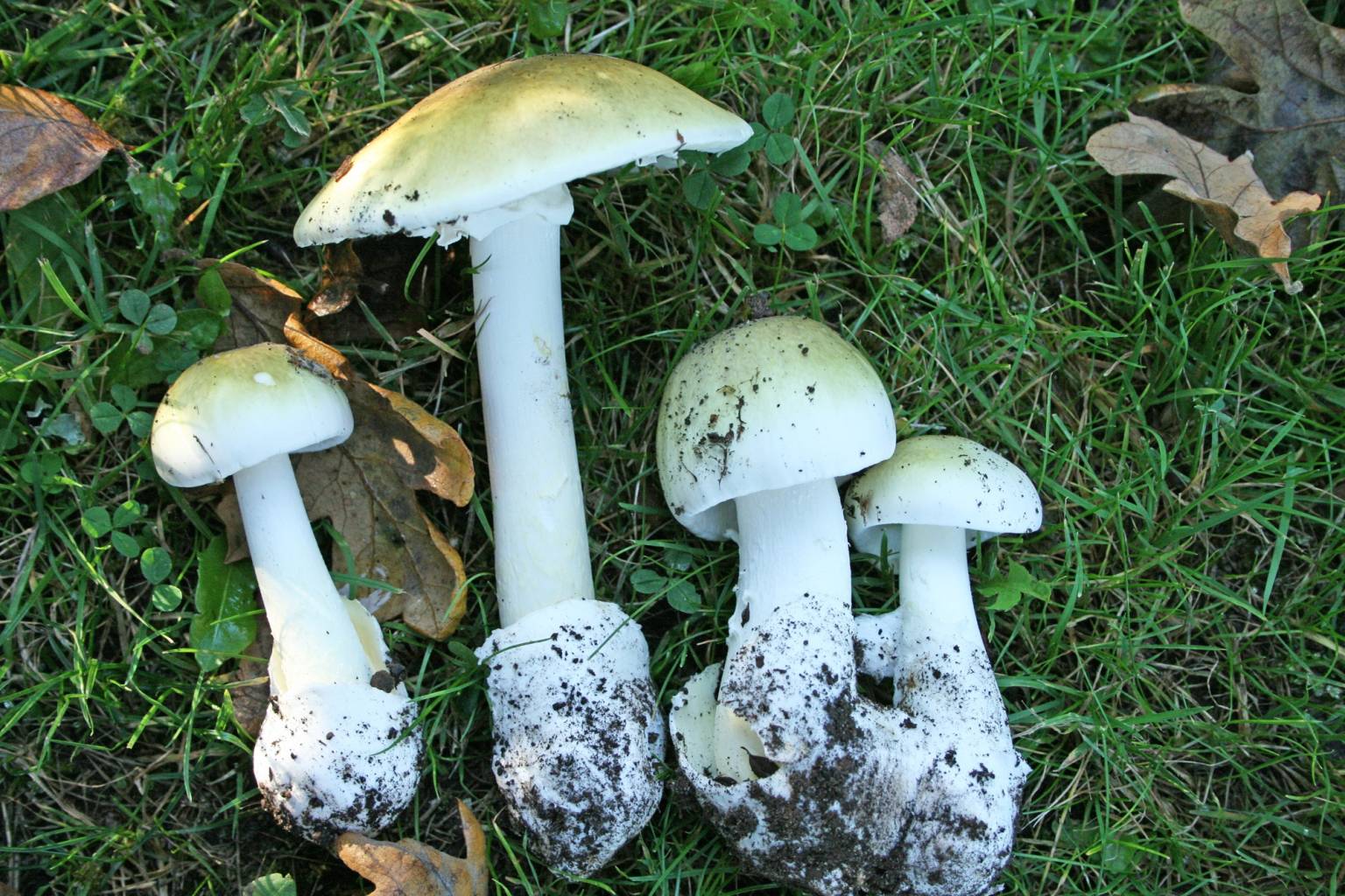 After Mushroom Poisonings California Says Don t Forage Here s What 