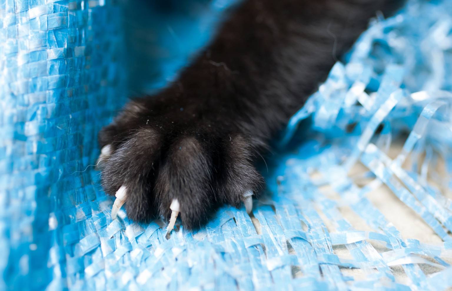 Cat Declawed Problems California Banned Declawing. How Can You Manage Your Cat’s Claws Now ...