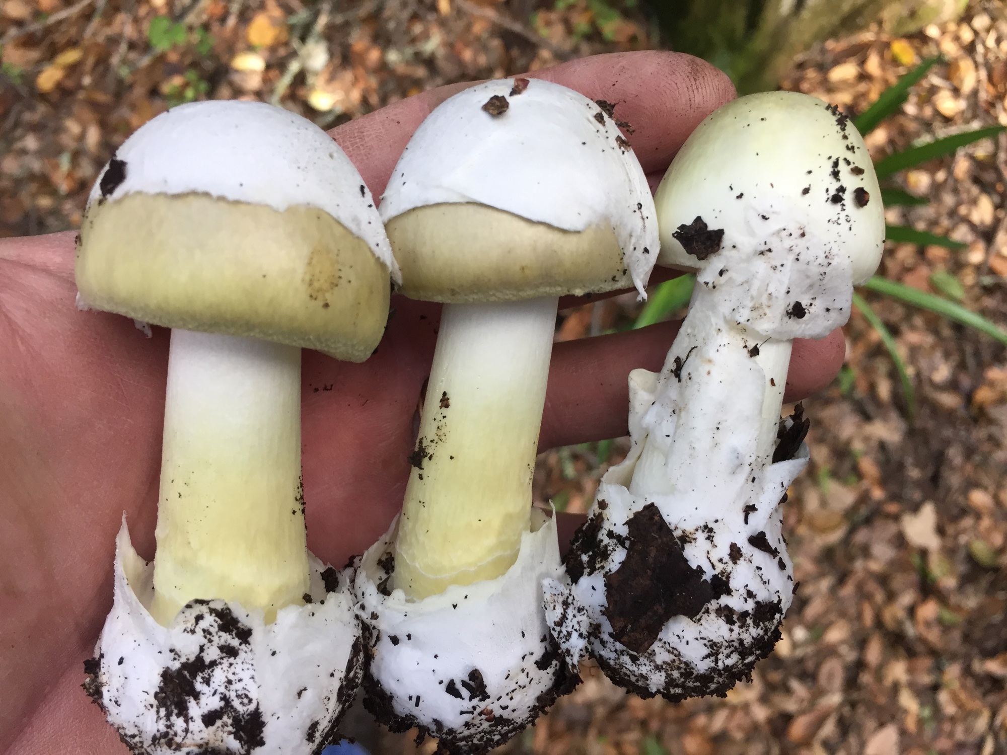 After Mushroom Poisonings California Says Don t Forage Here s What 