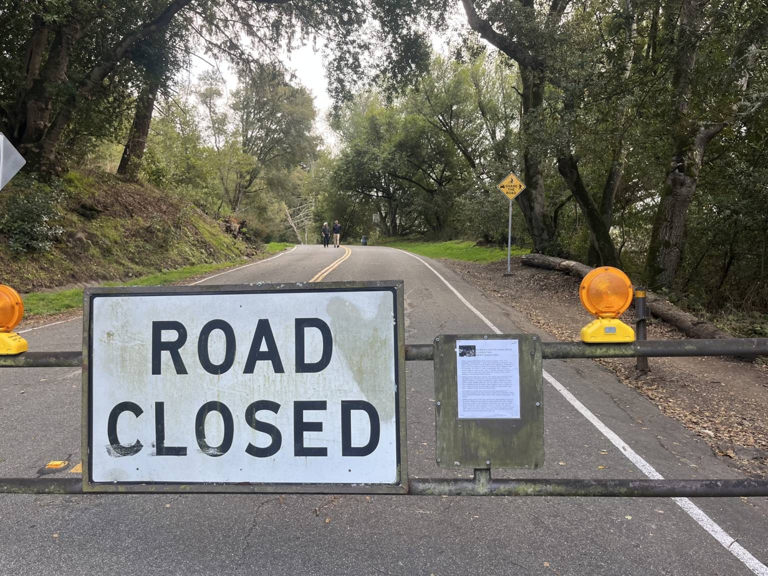 Winter Rains Bring the Newts \u2014 and Here\u2019s Where to See Them in the Bay Area | KQED