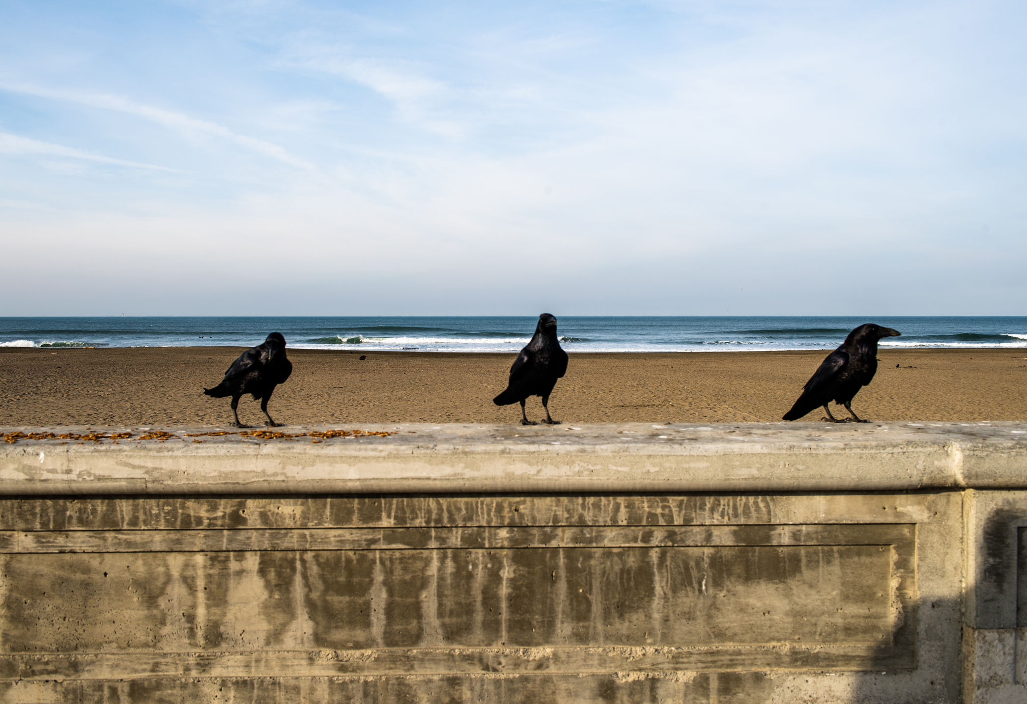 Three black birds perch on a concrete wall looking at the ocean.