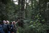 How to Explore Muir Woods After Dark (If You Can Get a Ticket) episode artwork