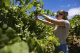 As California’s Wine Industry Struggles, Some Lodi Grape Growers Pivot to New Crops episode artwork
