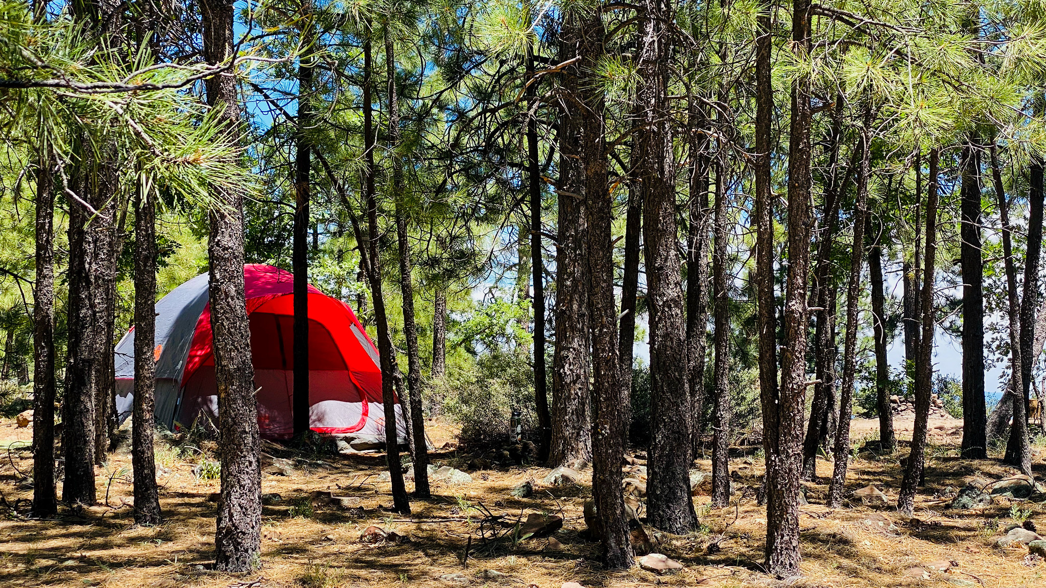 Red tent peeks out from behind trees in a secluded spot.