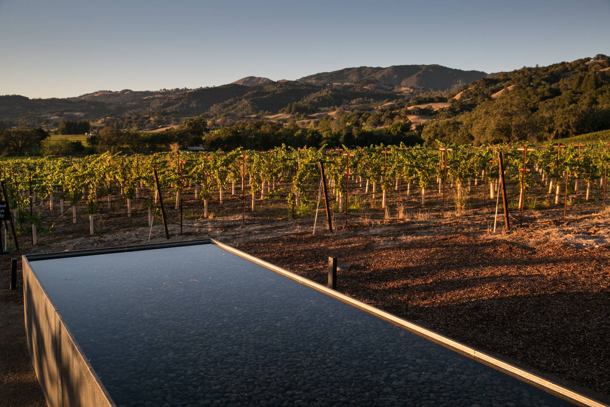 kqed.org - Latino Winemakers Bring New Life to Sonoma County Industry | KQED