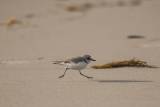Western Snowy Plover Population Passes Milestone episode artwork